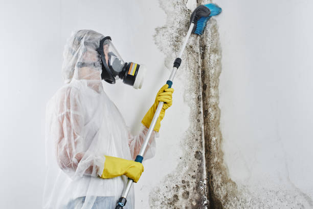 Best Black Mold Removal  in Beach Haven West, NJ