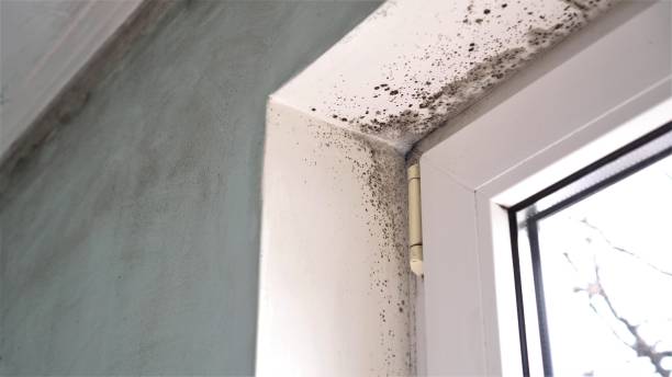 Best Mold Damage Repair  in Beach Haven West, NJ