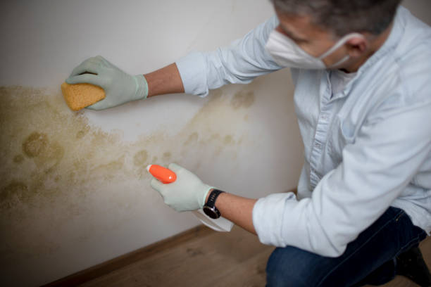 Certified Mold Removal in Beach Haven West, NJ