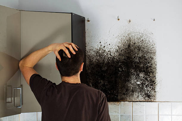 Best Local Mold Removal Service  in Beach Haven West, NJ