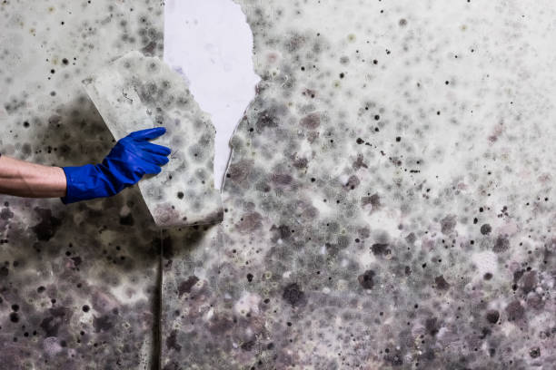 Best Toxic Mold Removal  in Beach Haven West, NJ